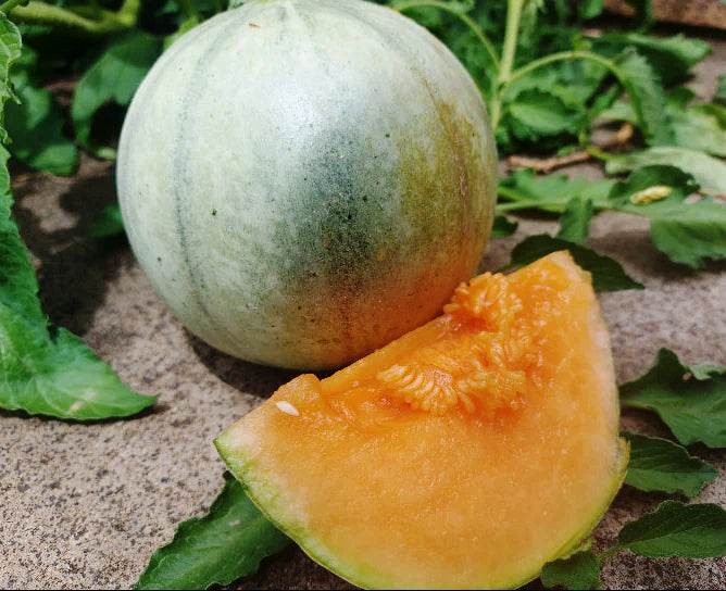 ROCKMELON 'Charentias' seeds