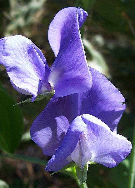 SWEET PEA 'Elegance Mid Blue' seeds