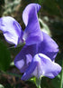 SWEET PEA 'Elegance Mid Blue' seeds