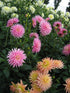 DAHLIA 'Cactus Flowered Mix' seeds