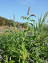 WILD MINT / Mentha longifolia seeds