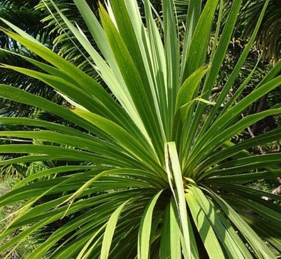 CORDYLINE australis / NZ CABBAGE PALM / SEEDS