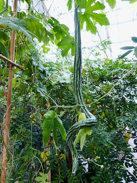 SNAKE GOURD / Serpant Gourd seeds