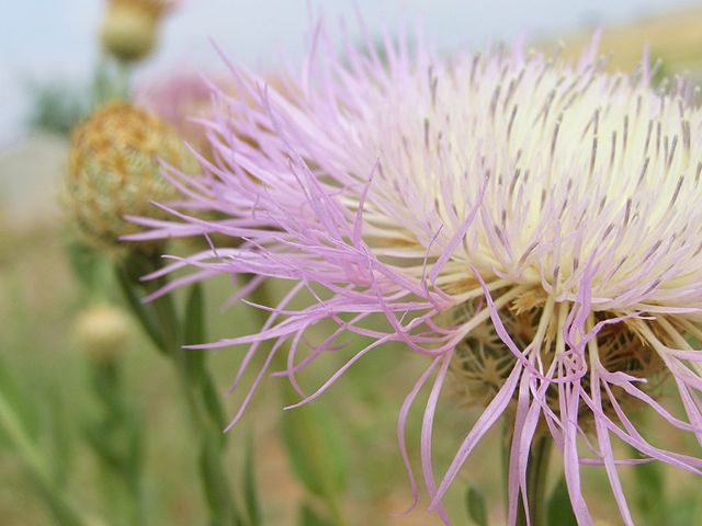 CORNFLOWER 'Rosy Lilac' Centaurea americana seeds