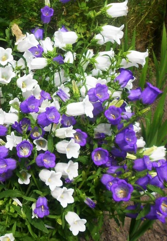 CAMPANULA / CANTERBURY BELLS 'Cup + Saucer Mix' seeds