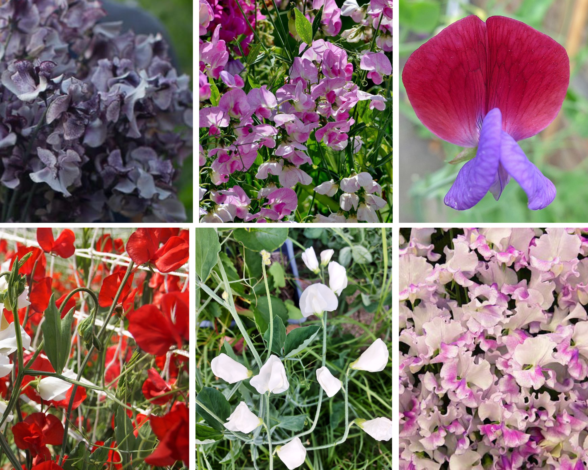 SWEET PEA VARIETY PACK - 6 packets / varieties of seeds