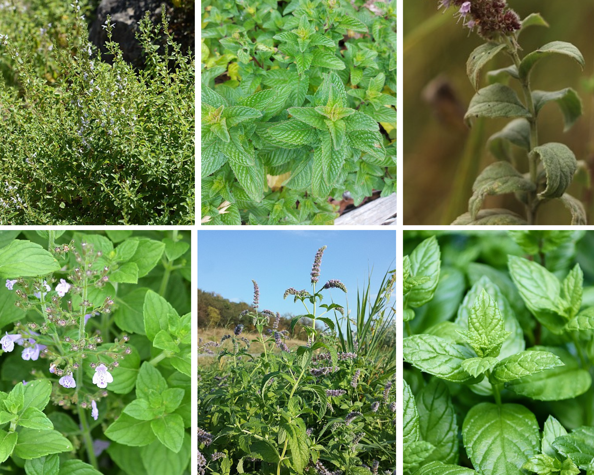 MINT VARIETY PACK - 6 Packets of seeds