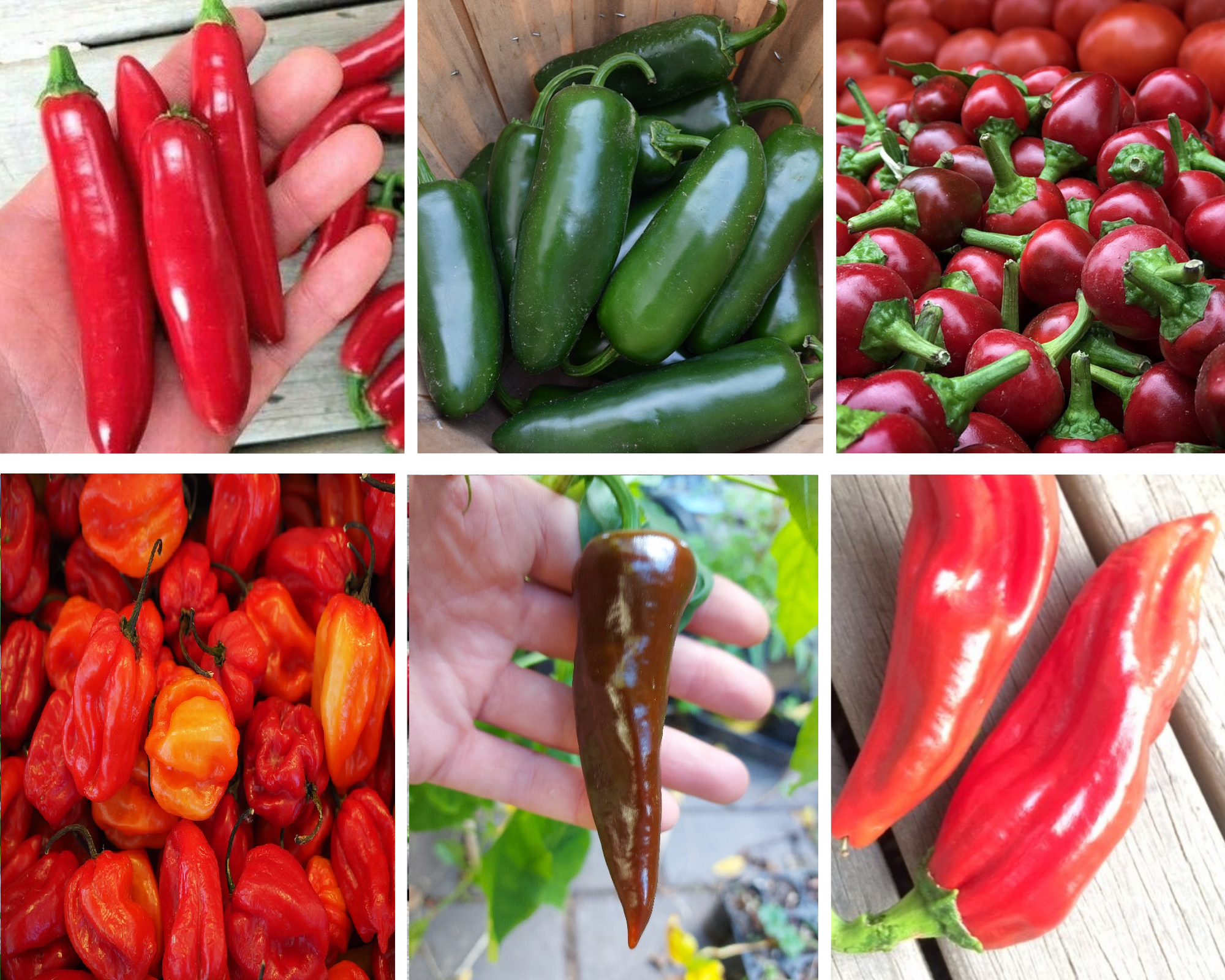 CHILLI VARIETY PACK -  6 packets seeds