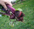 BEETROOT 'Crosbys Egyptian Flat' seeds