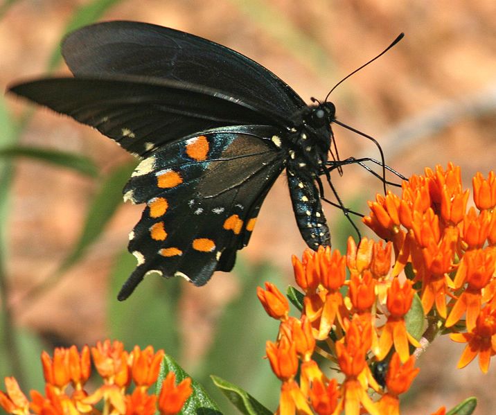 BUTTERFLY WEED / MILKWEED 'Orange Shades' seeds Asclepias tuberosa