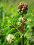 SALAD BURNET Minor/ Poterium sanguisorba seeds