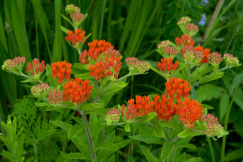 BUTTERFLY WEED / MILKWEED 'Orange Shades' seeds Asclepias tuberosa