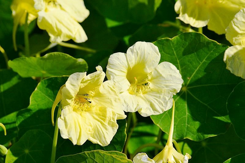 NASTURTIUM 'Yeti Cream' seeds