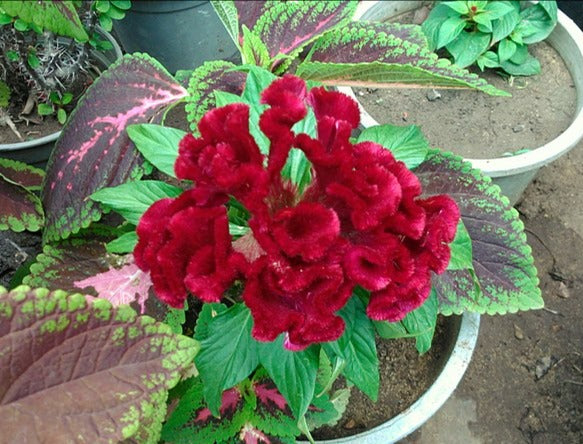 COCKSCOMB / CELOSIA cristata 'Toreador' seeds