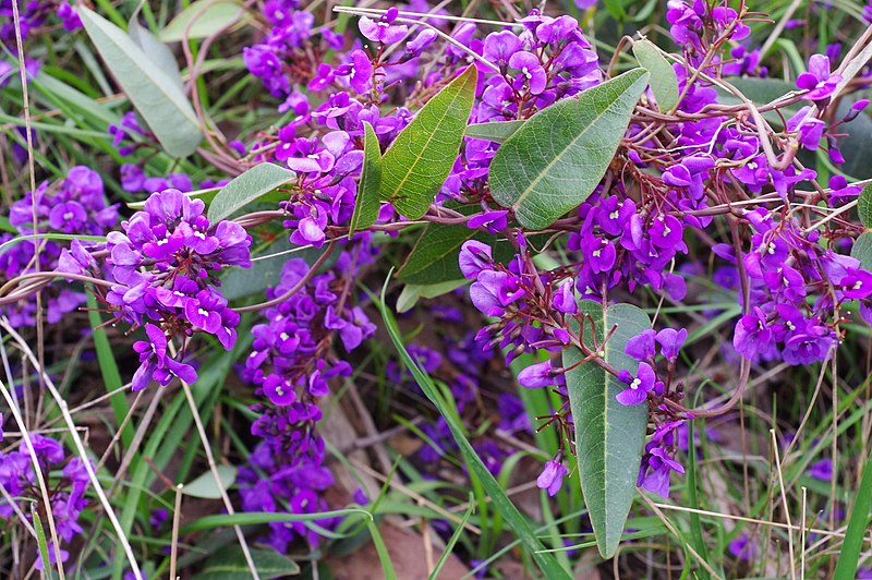 PURPLE CORAL PEA Hardenbergia violacea seeds *AUSTRALIAN NATIVE*