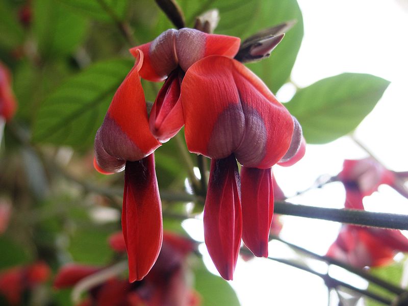 DUSKY CORAL PEA Kennedia rubicunda seeds *AUSTRALIAN NATIVE*