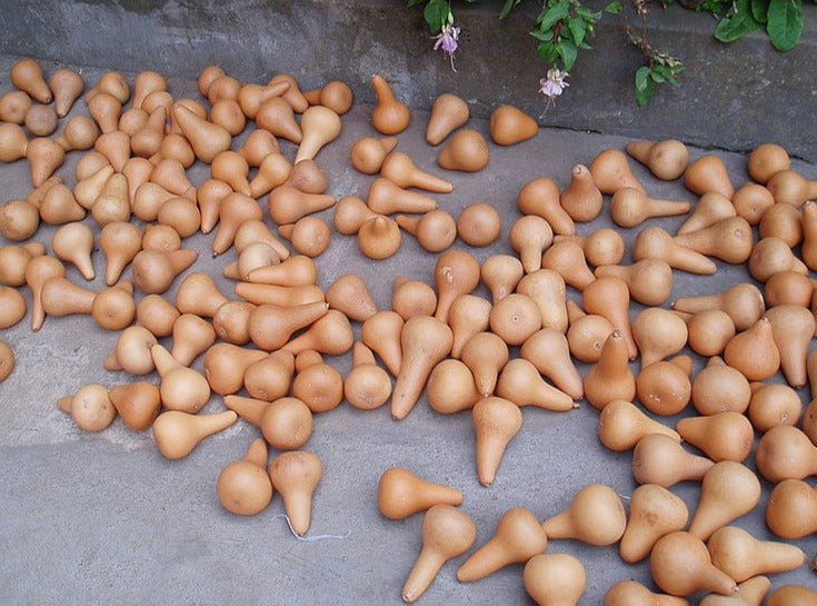 GOURD 'Tiny Bottle' seeds