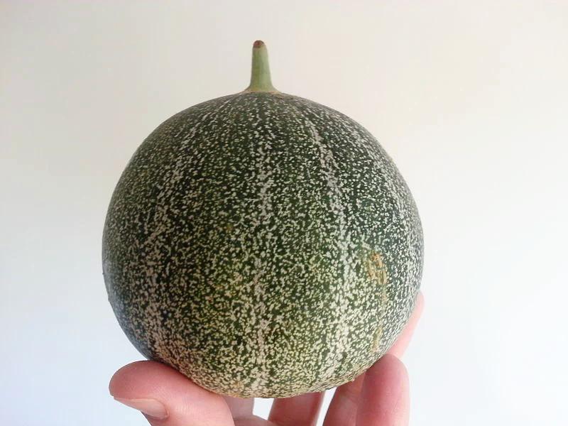 ROCKMELON Petit Gris De Rennes seeds