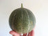 ROCKMELON Petit Gris De Rennes seeds