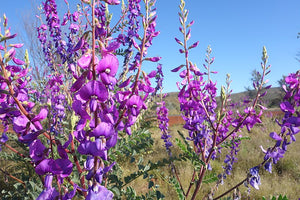 ASHBURTON PEA seeds / Swainsona maccullochiana *AUSTRALIAN NATIVE*