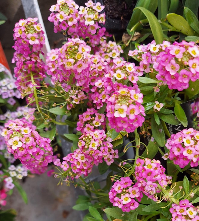 ALYSSUM 'Magic Circles Mix' seeds