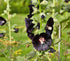 HOLLYHOCK 'Black' seeds