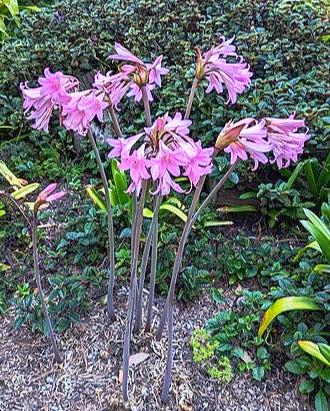 BELLADONNA LILY / BARE NAKED LADIES  'Pink' Bulb / PLANT