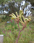 KANGAROO PAW 'Green' / ANIGOZANTHOS FLAVIDUS seeds *NATIVE*