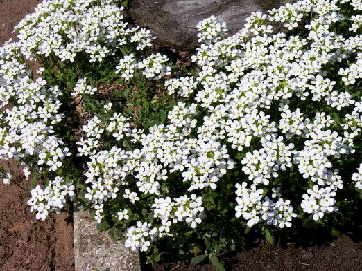 ARABIS / ROCK CRESS 'Snow Peak' seeds