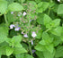 CALAMINT Calamintha nepeta seeds