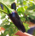 CHILLI 'Hungarian Black' seeds