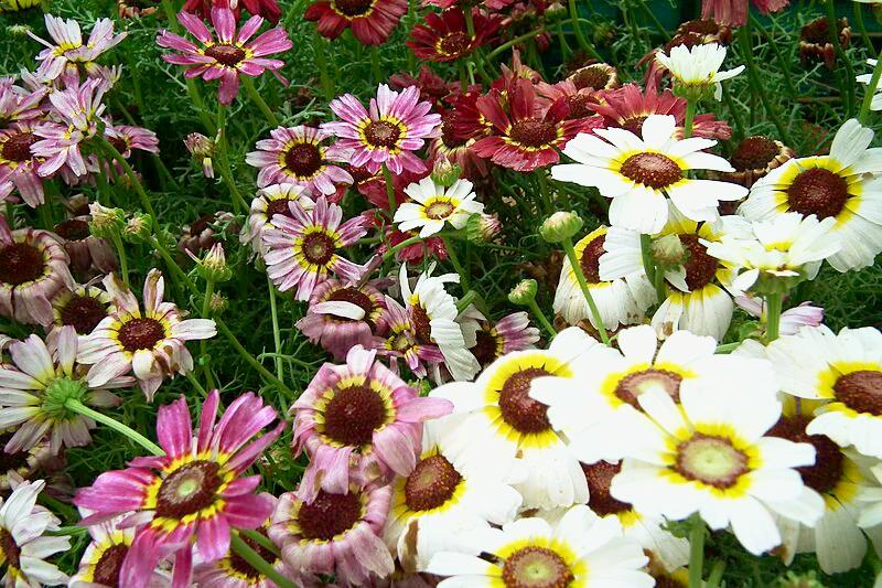 CHRYSANTHEMUM DAISY 'Dunnetti Mix' seeds