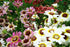 CHRYSANTHEMUM DAISY 'Dunnetti Mix' seeds