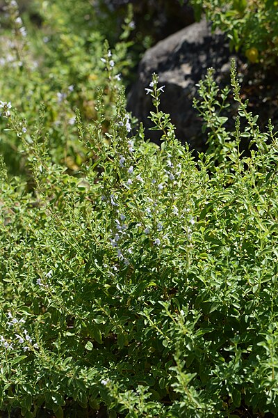 MINT BALCAN / Micromeria thymifolia seeds