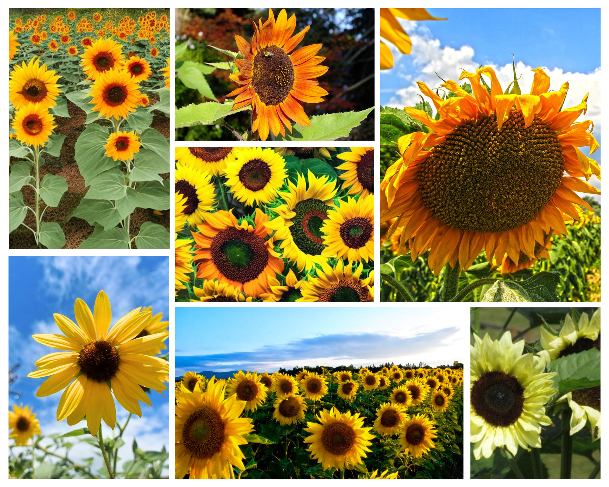 SUNFLOWER 'Mix' seeds