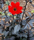 DAHLIA 'Red Skin Mix' seeds