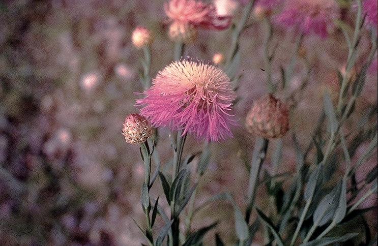 CORNFLOWER 'Rosy Lilac' Centaurea americana seeds