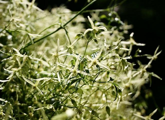 CLEMATIS 'Small Leaved' seeds / Clematis microphylla *AUSTRALIAN NATIVE*