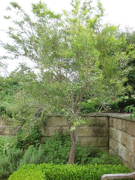 LEMON SCENTED TEA TREE / Leptospermum petersonii *AUSTRALIAN NATIVE* seeds