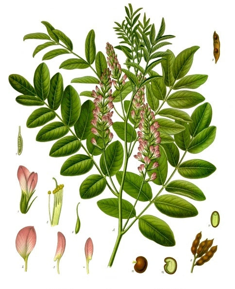 LIQUORICE / LICORICE - Glycyrrhiza glabra - seeds