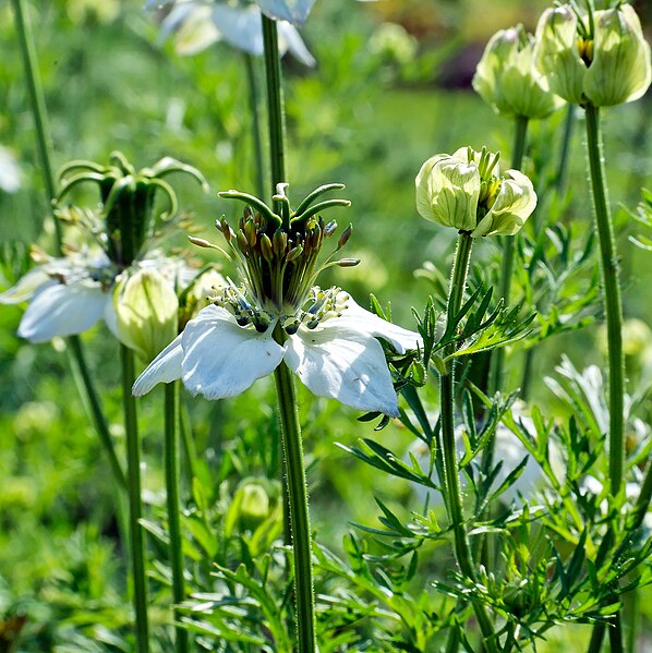 CUMIN Black / Nigella sativa / Black caraway  seeds