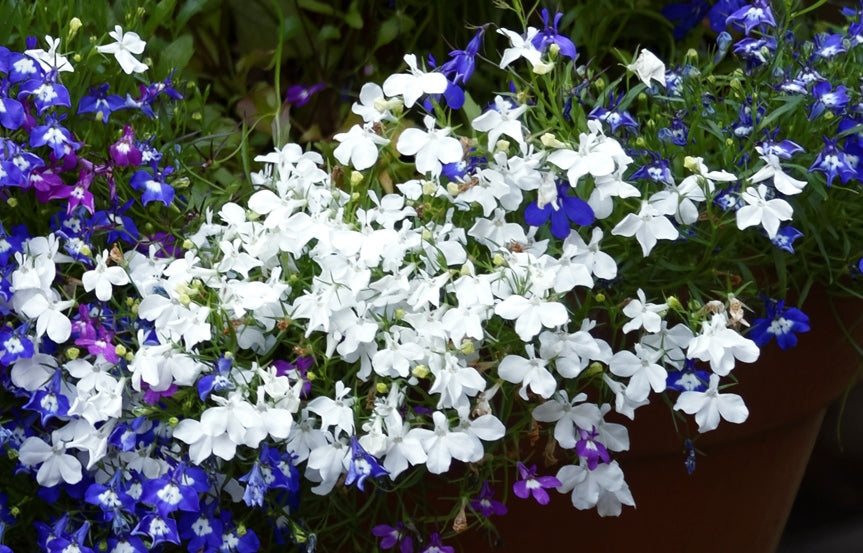 LOBELIA 'White Lady' seeds