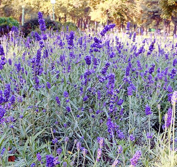 LAVENDER 'Munstead Dwarf' seeds