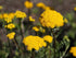 GOLDEN AGERATUM / lonas inodora seeds