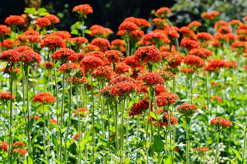 MALTESE CROSS 'Scarlet' / PERENNIAL / Lychnis chalcedonica seeds