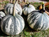 PUMPKIN 'Silver Edge' / Edible seeds