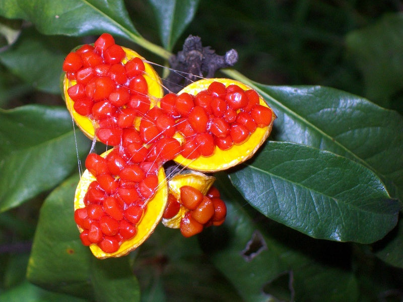 WILD YELLOW JASMINE / Pittosporum revolutum *AUSTRALIAN NATIVE* seeds