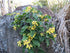 WILD YELLOW JASMINE / Pittosporum revolutum *AUSTRALIAN NATIVE* seeds