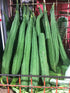 ANGLED LUFFA / OKRA CEE GWA / RIDGE GOURD / SINQUA seeds