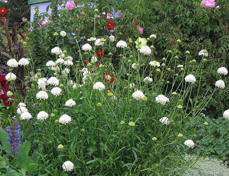 PINCUSHION FLOWER Tall Double Mix seeds